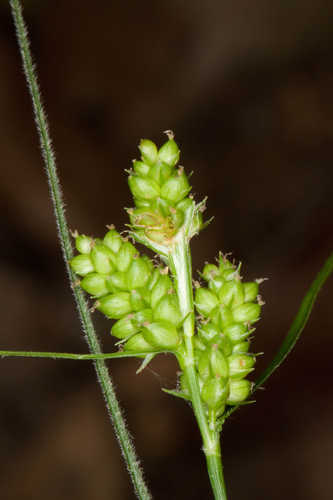 Carex hirsutella #28